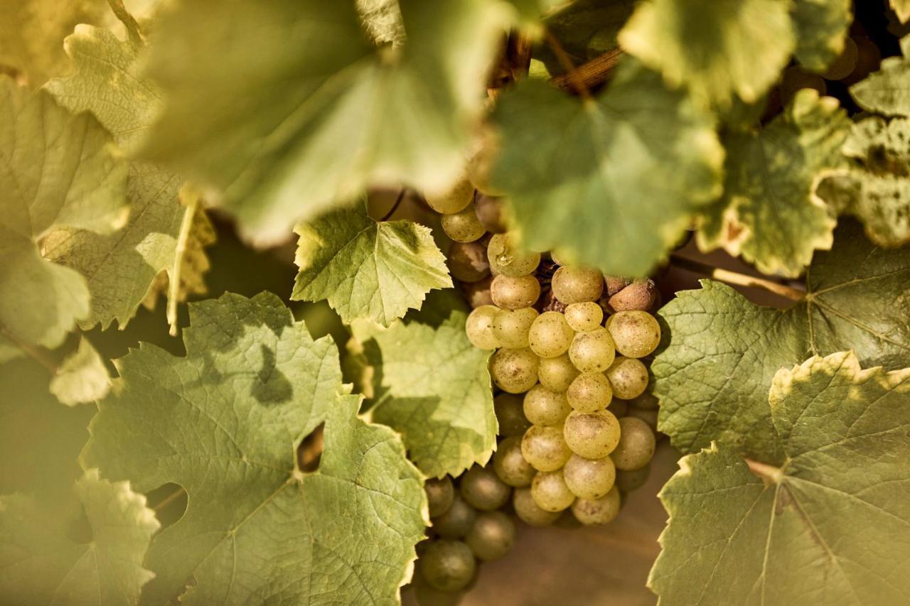 Como Le Montrachet Puligny-Montrachet Exterior foto